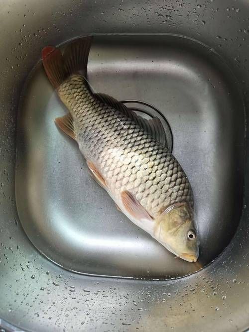 鯉魚真實照片