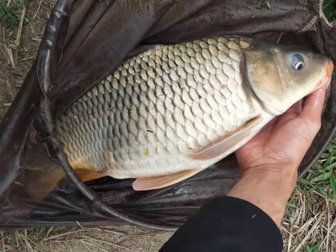 鯉魚真實照片