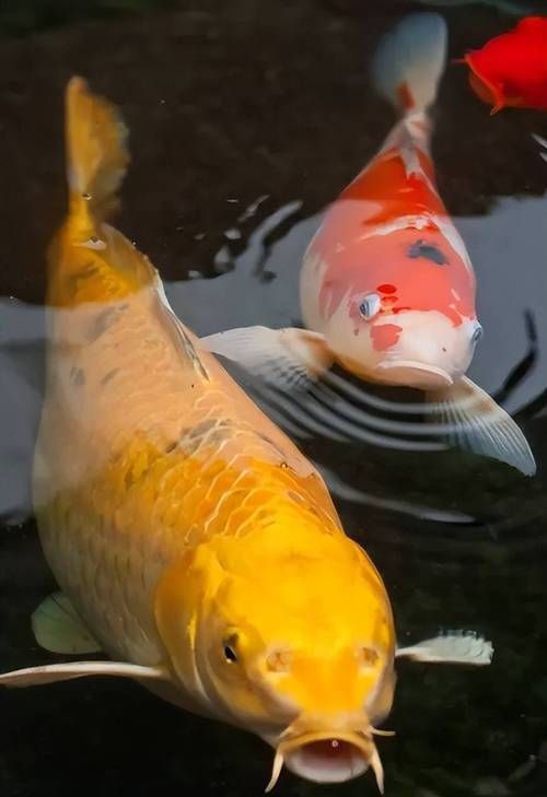 鯉魚真實照片