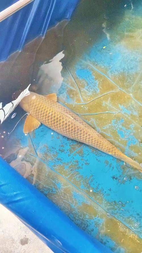 鯉魚真實照片