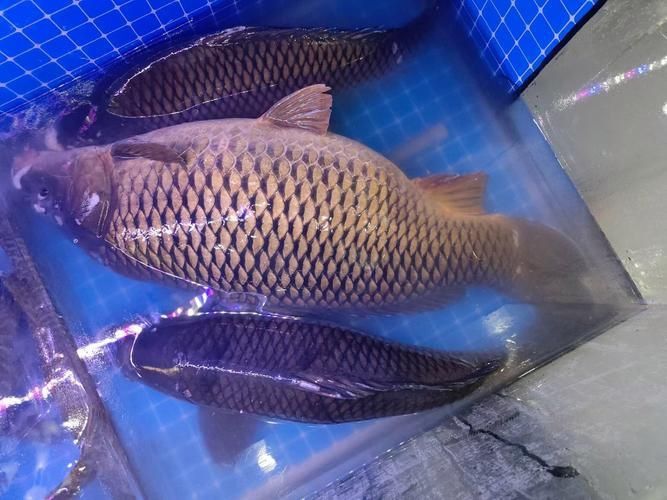 鯉魚真實照片