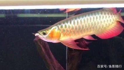 什么魚可以和金龍魚混養(yǎng)：什么魚能和金龍魚混養(yǎng)一起？適合與金龍魚混養(yǎng)的魚類推薦