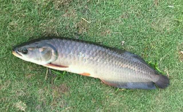 龍魚要多少錢一斤：觀賞魚市場價格信息：龍魚品種、品相、規格等因素而有很大差異