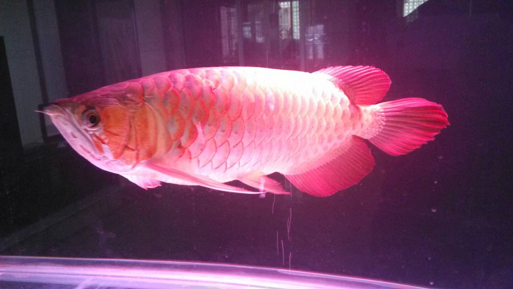 龍魚要多少錢一斤：觀賞魚市場價格信息：龍魚品種、品相、規格等因素而有很大差異