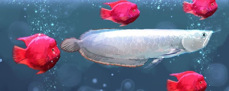 彩色銀龍魚眼睛是藍色的正常嗎？