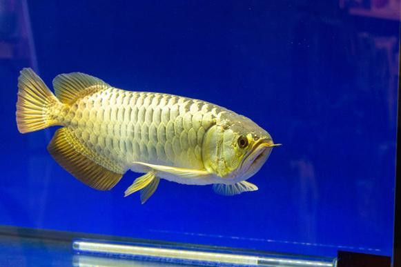 金色龍魚多少錢一只圖片