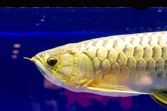 金色龍魚多少錢一只圖片