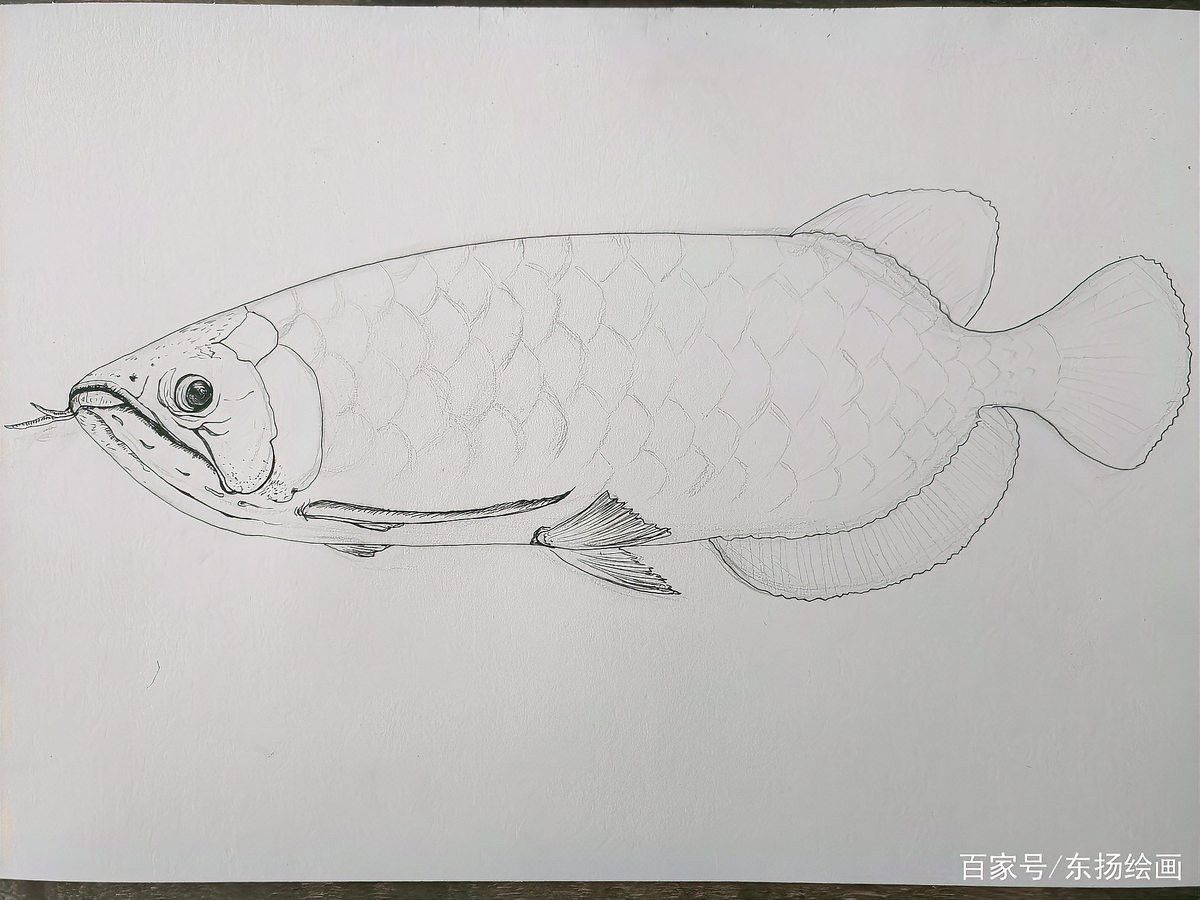 有沒有適合初學(xué)者的金龍魚線描教程？ 有沒有適合初學(xué)者的金龍魚線描教程？ 龍魚百科 第2張
