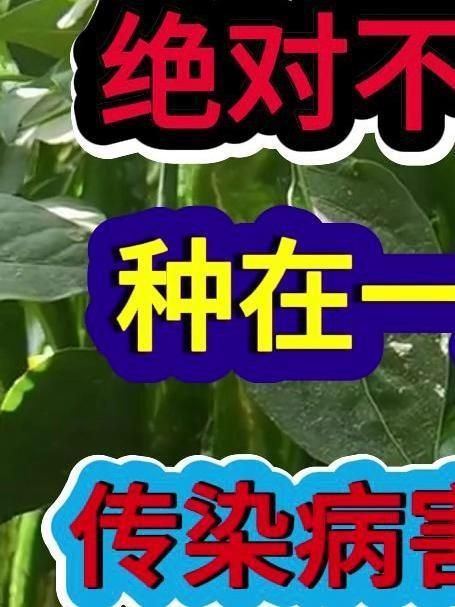 辣椒旁邊不能種什么