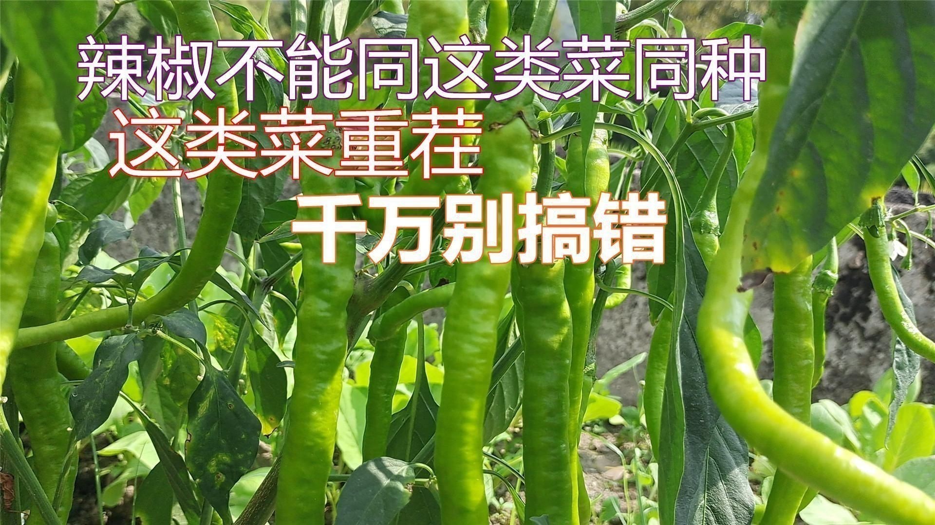 辣椒旁邊不能種什么