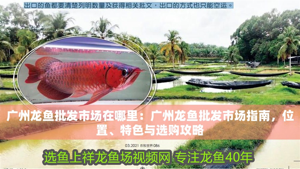 廣州龍魚批發(fā)市場在哪里：廣州龍魚批發(fā)市場指南，位置、特色與選購攻略
