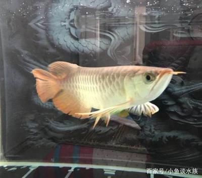龍魚做掉眼手術失敗：龍魚掉眼手術可以作為一種治療手段，但手術失敗的可能性