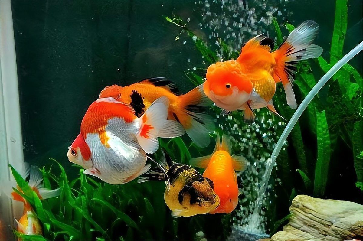 金魚趴缸底時應該如何處理？ 金魚趴缸底時應該如何處理？ 龍魚百科 第2張