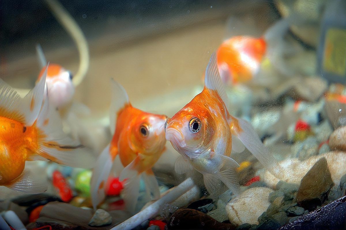 金魚趴缸底時應該如何處理？ 金魚趴缸底時應該如何處理？ 龍魚百科 第3張