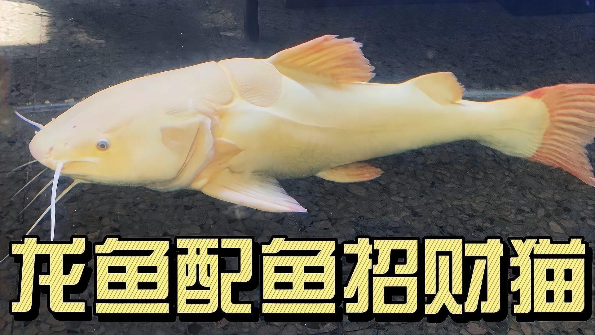 招財(cái)貓魚和龍魚混養(yǎng)有哪些成功案例？