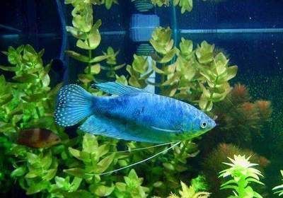 龍魚可以用亞甲基藍嗎：亞甲基藍對龍魚有危害嗎