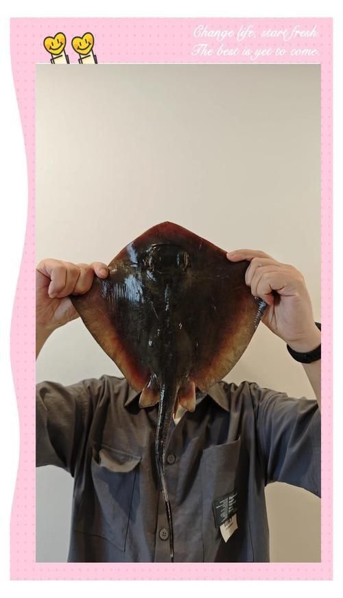 魔鬼魚的品種圖片