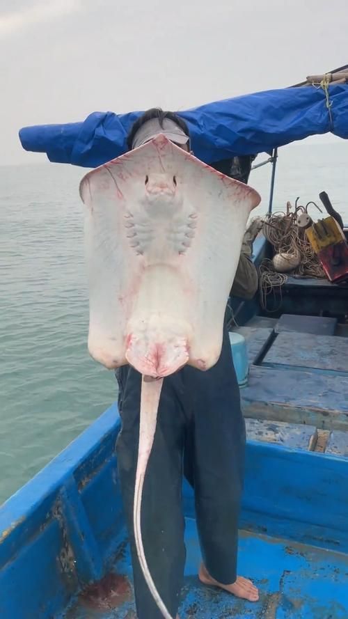 魔鬼魚的品種圖片