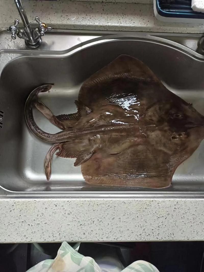 魔鬼魚的品種圖片