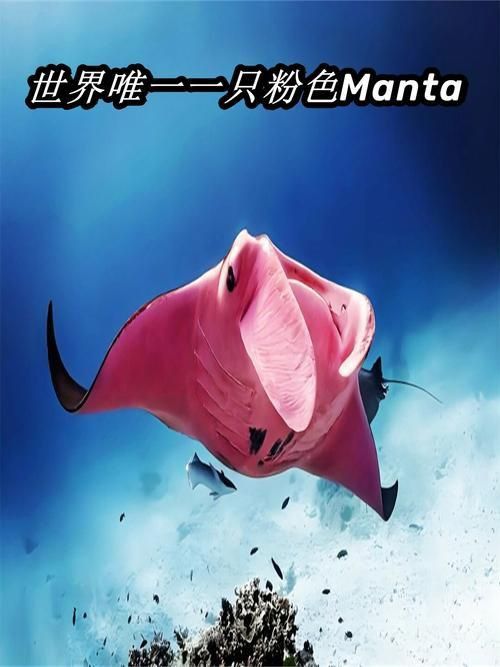 魔鬼魚的品種圖片