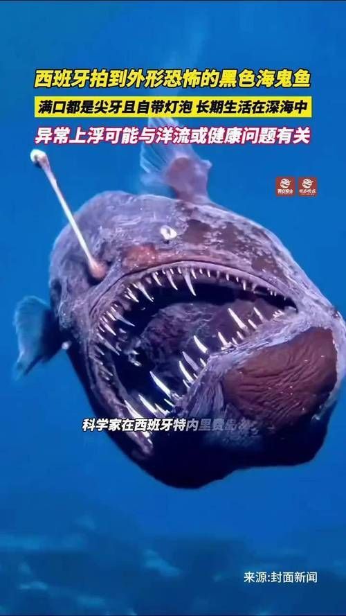 魔鬼魚的品種圖片