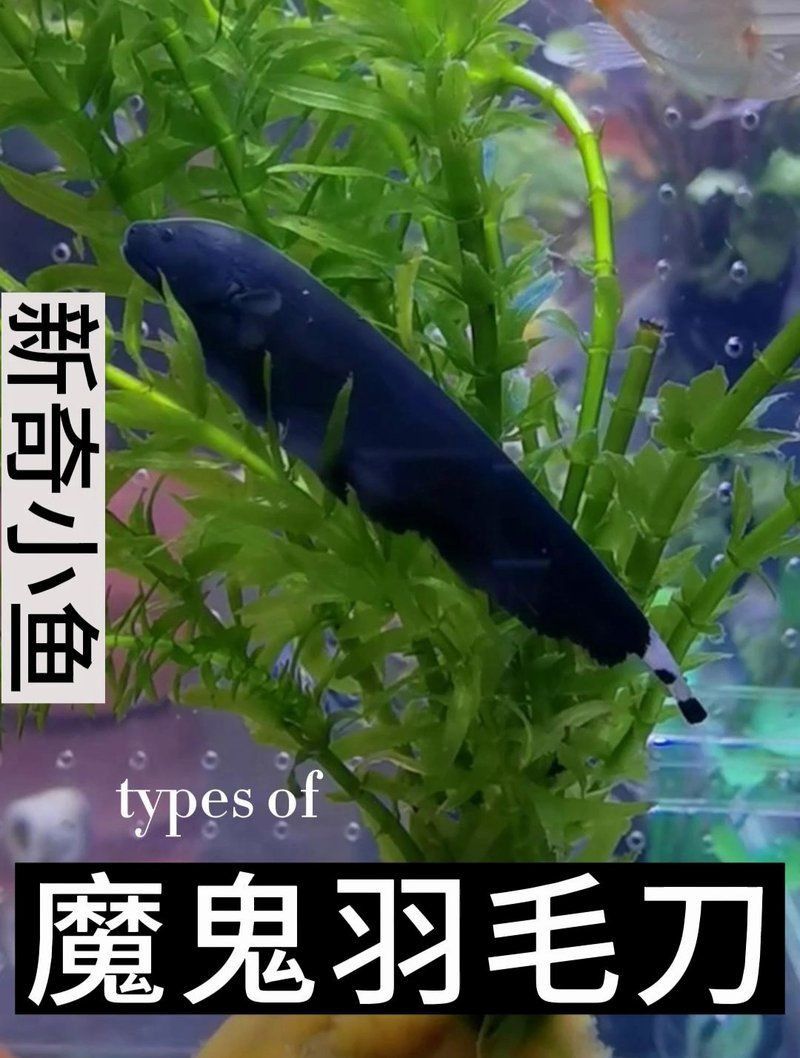 魔鬼魚的品種圖片