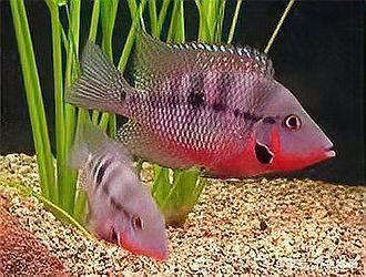 魔鬼魚的品種圖片
