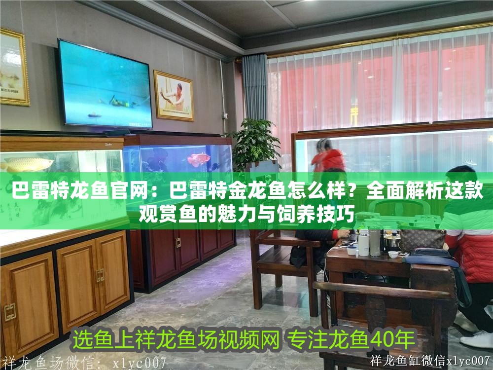 巴雷特龍魚官網：巴雷特金龍魚怎么樣？全面解析這款觀賞魚的魅力與飼養技巧 巴雷特龍魚官網：巴雷特金龍魚怎么樣？全面解析這款觀賞魚的魅力與飼養技巧 龍魚百科 第1張