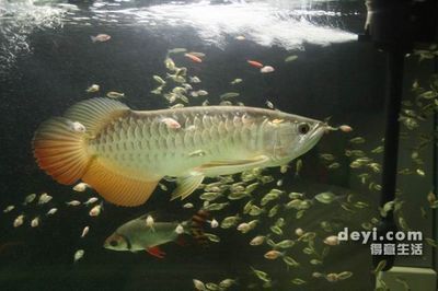 寶石龍魚和高背哪個好:寶石龍魚與高背龍魚的區別 龍魚百科 第3張 寶石龍魚和高背哪個好:寶石龍魚與高背龍魚的區別 寶石龍魚和高背哪個好:寶石龍魚與高背龍魚的區別 龍魚百科 第3張