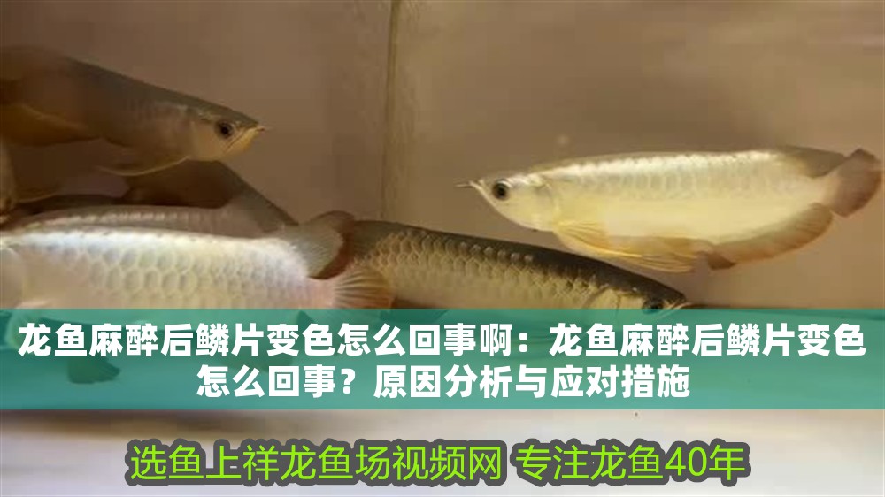 龍魚麻醉后鱗片變色怎么回事啊：龍魚麻醉后鱗片變色怎么回事？原因分析與應對措施