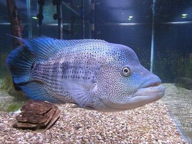 龍魚(yú)的體型排名榜：龍魚(yú)體型排名榜怎么看？