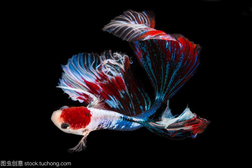 龍魚缸黑底黑背景視頻：關于龍魚缸背景的問題