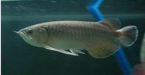 龍魚的成長過程圖：龍魚幼魚期如何喂養(yǎng)龍魚成長過程圖解龍魚成長過程圖解