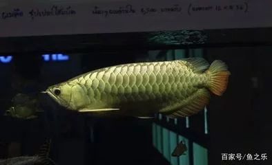 龍魚最適宜的生長溫度是24-29攝氏度：關于龍魚生長溫度的詳細信息