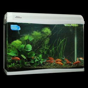 龍魚一直用白背景養可以嗎：龍魚一直使用白背景養是可行的