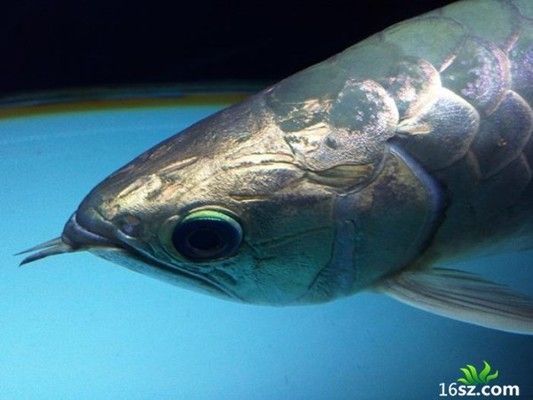 龍魚一直用白背景養可以嗎：龍魚一直使用白背景養是可行的