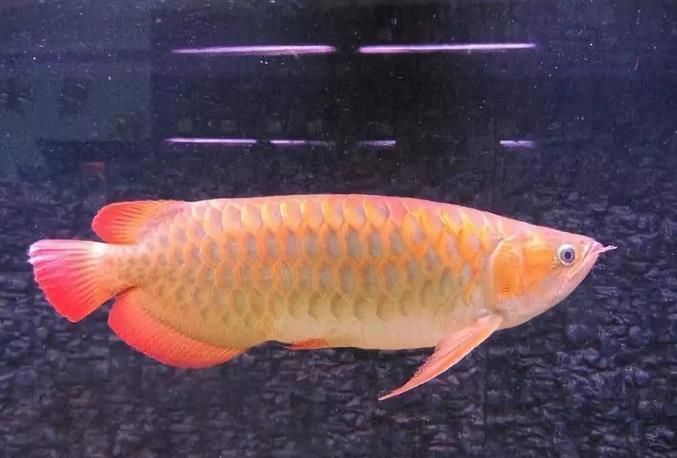 金龍魚養(yǎng)殖費(fèi)用高嗎現(xiàn)在：金龍魚養(yǎng)殖成本高嗎