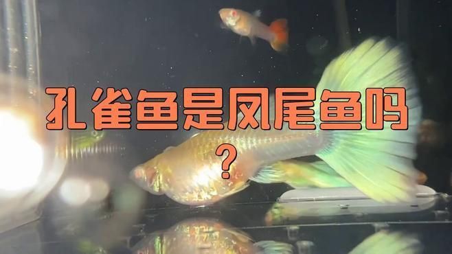 孔雀魚和鳳尾魚 孔雀魚和鳳尾魚 龍魚百科 第1張