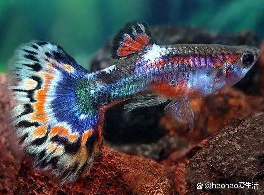 孔雀魚和鳳尾魚 孔雀魚和鳳尾魚 龍魚百科 第4張