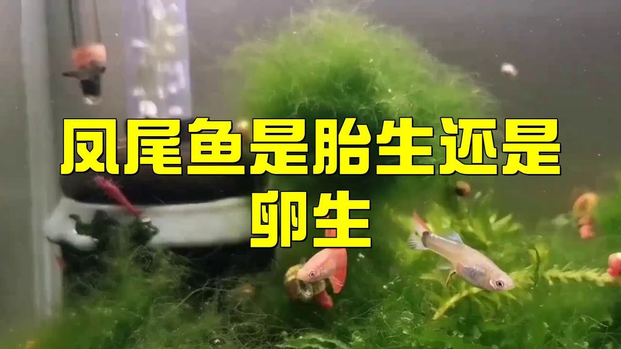 孔雀魚和鳳尾魚 孔雀魚和鳳尾魚 龍魚百科 第5張