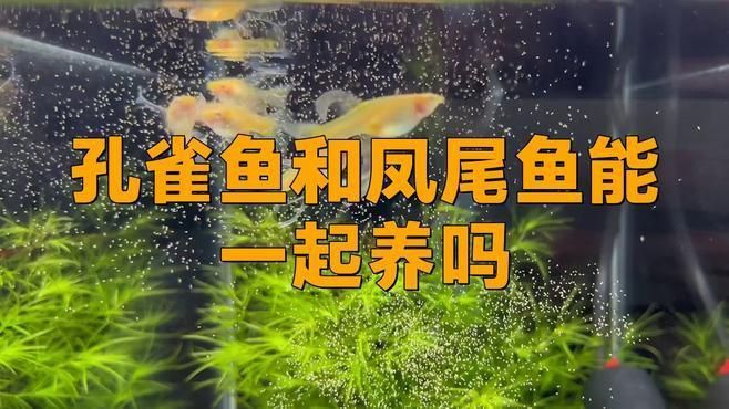 孔雀魚和鳳尾魚 孔雀魚和鳳尾魚 龍魚百科 第6張