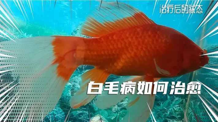 紅龍魚白毛病怎么治好的呢：如何治療紅龍魚白毛病
