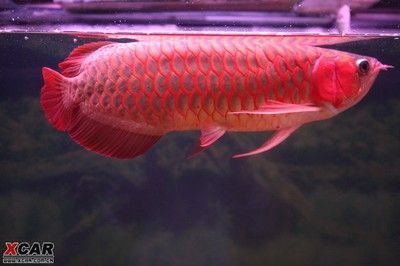 紅龍魚辣椒紅：世界上8大紅龍魚品種，一條價值高達268萬元!