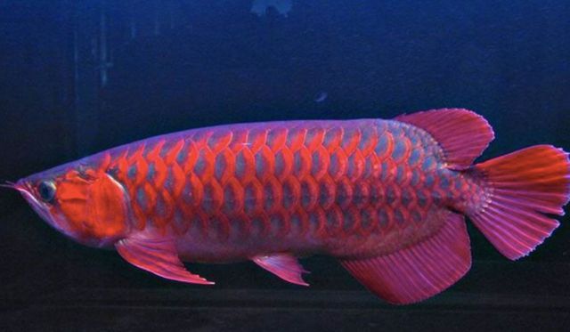 紅龍魚辣椒紅：世界上8大紅龍魚品種，一條價值高達268萬元!