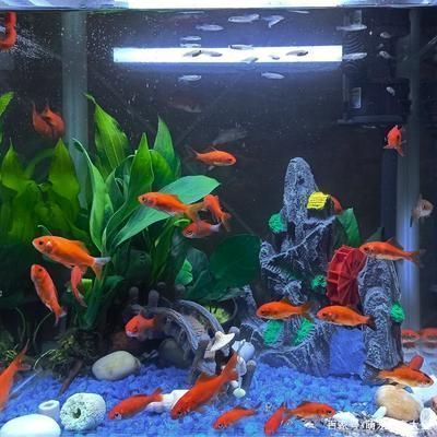 紅龍魚的做法大全圖解（紅龍魚的做法大全圖解視頻）