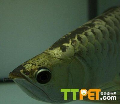 金龍魚小時候長什么樣子：金龍魚幼年期圖片金龍魚的飼養標準金龍魚的養殖方法