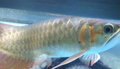 紅龍魚浮頭怎么回事：紅龍魚浮頭可能是由于多種原因引起的，紅龍魚浮頭怎么回事