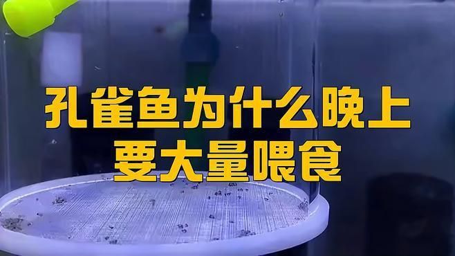 孔雀魚喂食的最佳時間