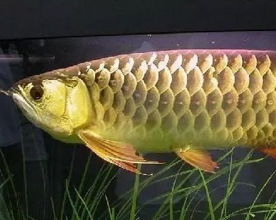 rdc龍魚（rdc龍魚場(chǎng)專注于紅龍魚的養(yǎng)殖和繁育）