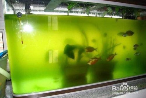 龍魚缸ph值5.0偏酸怎么調理：如何自然調節魚缸ph值，ph值調節劑的使用注意事項 龍魚缸ph值5.0偏酸怎么調理：如何自然調節魚缸ph值，ph值調節劑的使用注意事項 龍魚百科 第4張